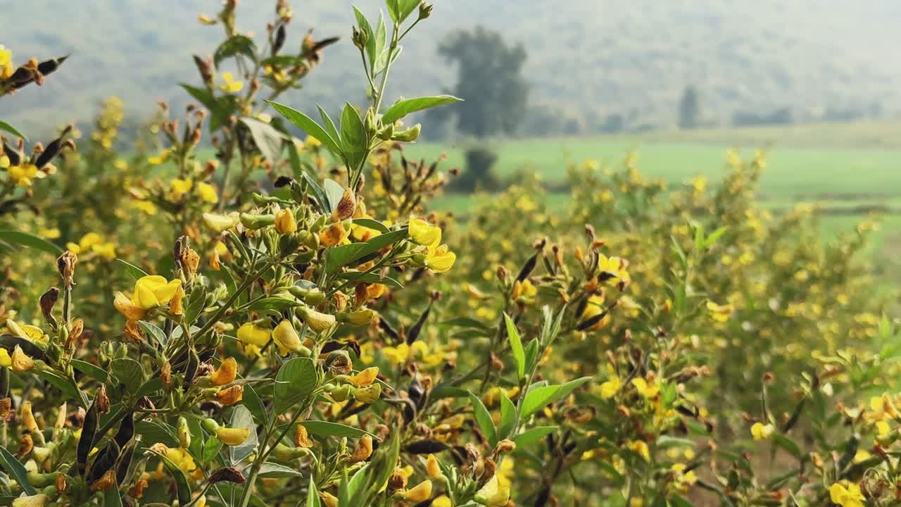 Closeup of bee collecting nectar from flowering pulse (pigeonpea, arhar, toor) plant, yellow blossoms and green foliage with soft daylight and rural background