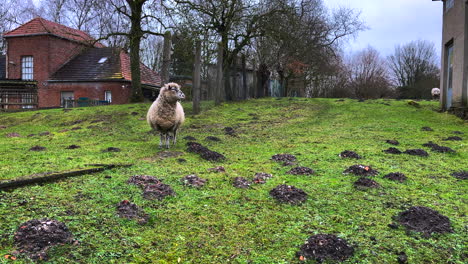 a sheep stands alone in a meadow chewing grass