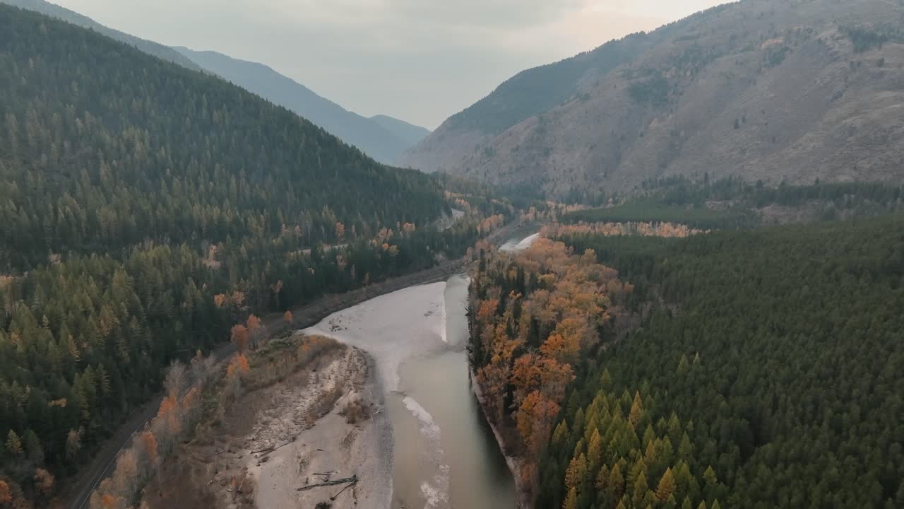 bosque denso en otoño con laricos amarillos a lo largo del río flathead cerca del parque nacional glacier