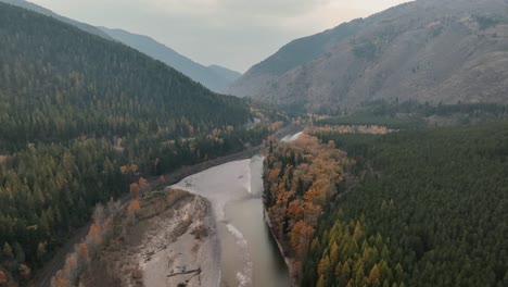 dense forest in autumn with yellow larch trees along the flathead river near glacier national park