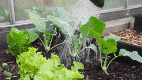 watering homegrown greens salad and kohlrabi in the garden with watering can close up