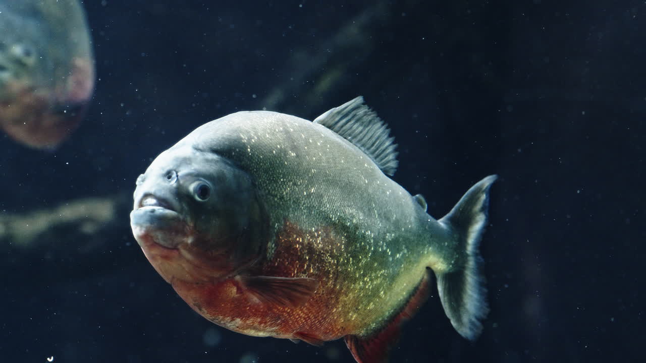 A single piranha swimming underwater with a calm but intense expression