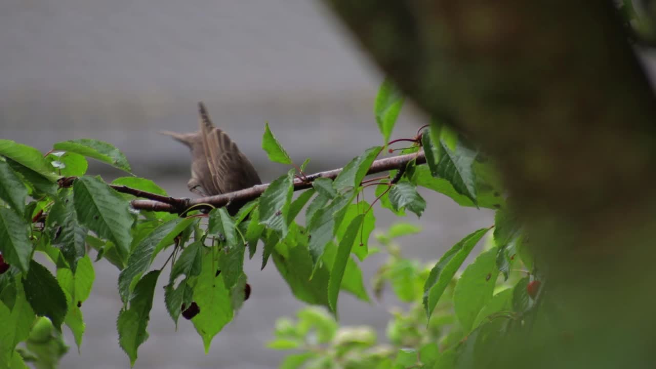찌르레기는 나뭇가지에 앉아 나무에서 체리를 먹는다