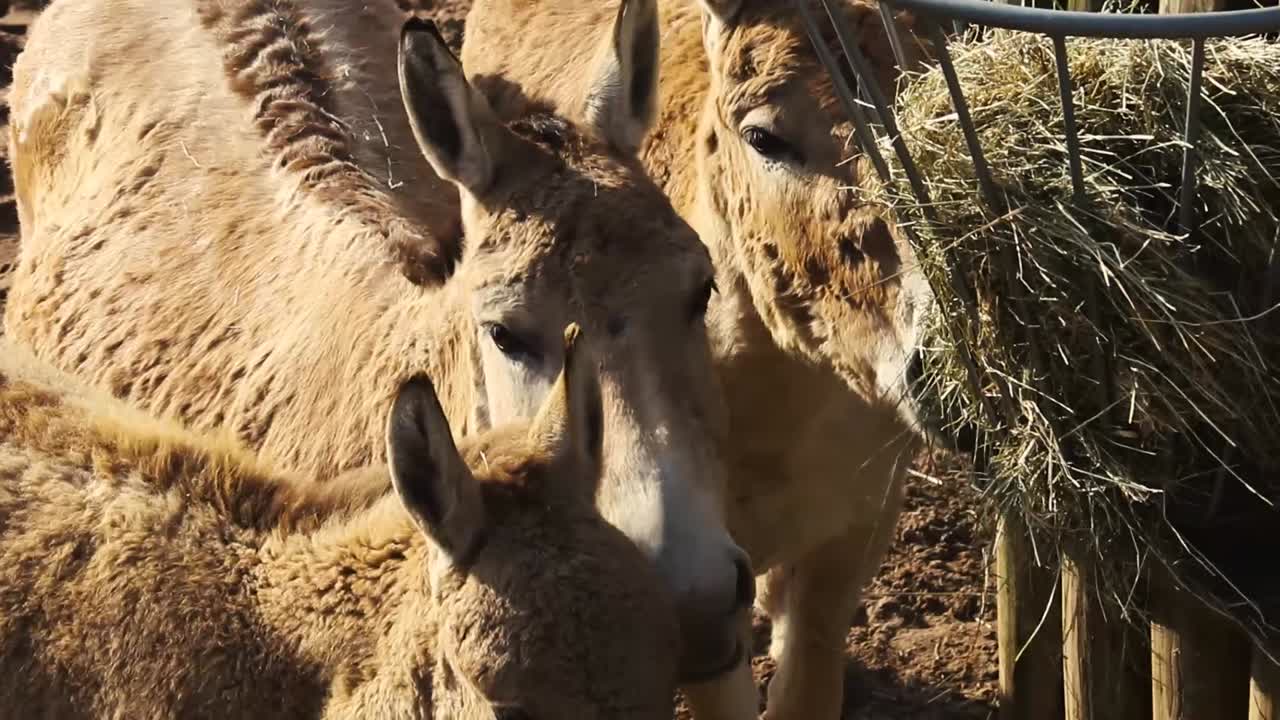건초 바구니에서 먹는 당나귀