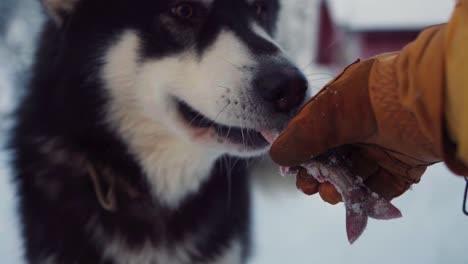 la mano del hombre alimentando al perro alaskan malamute con pescado fresco