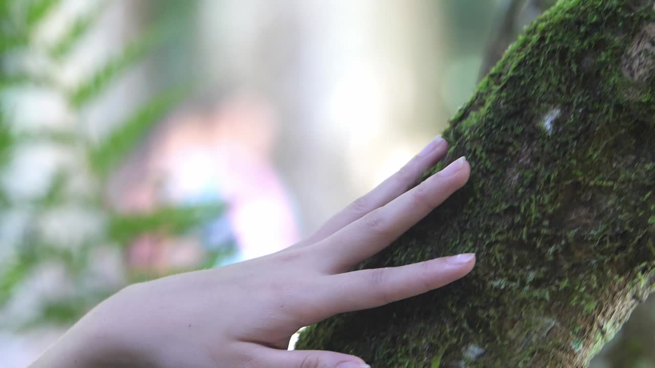 A hand touching a mossy tree trunk in a forest