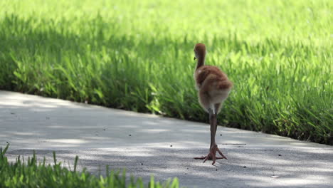 baby sandhill crane walking alone on sidewalk