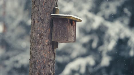 una pequeña pajarera en el árbol alto y viejo