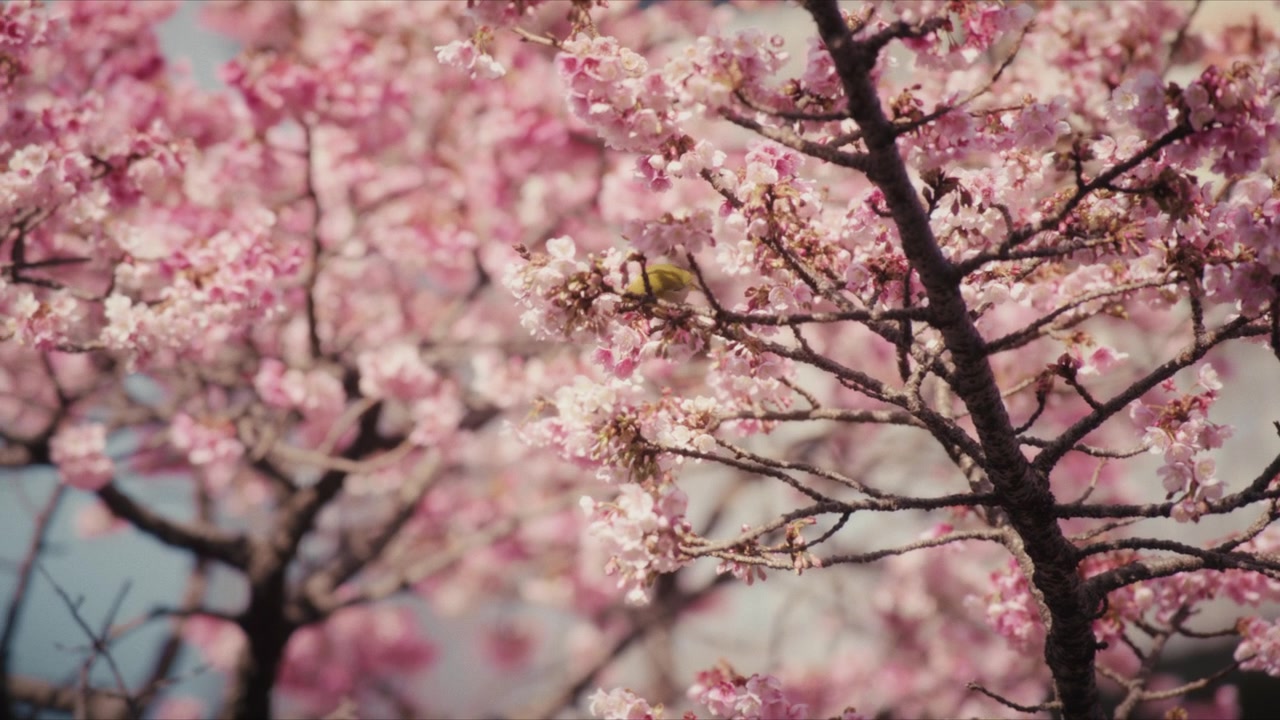 Un uccello occhialino giapponese cerca cibo tra fitti fiori di ciliegio rosa lungo il fiume Itokawa ad Atami, in Giappone