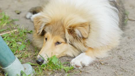 Bored-rough-collie-dog-laying-on-ground,-close-up