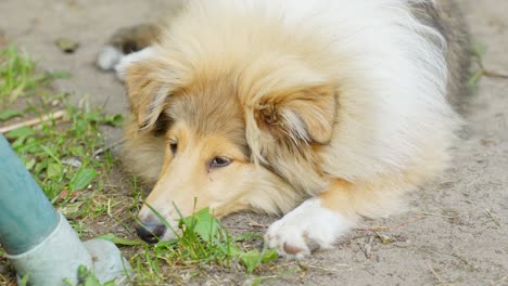 perro collie áspero aburrido tendido en el suelo, de cerca