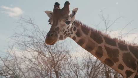 beautiful giraffe in arid climate slow motion walking