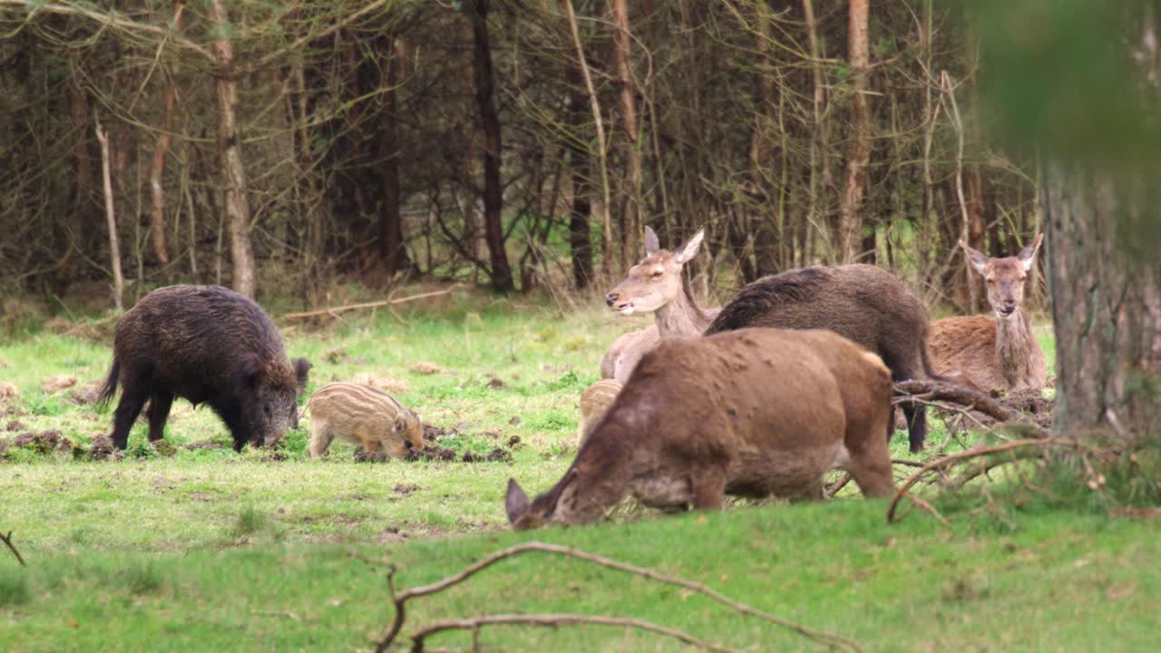 Wild Boar and Red Deer in a Forest