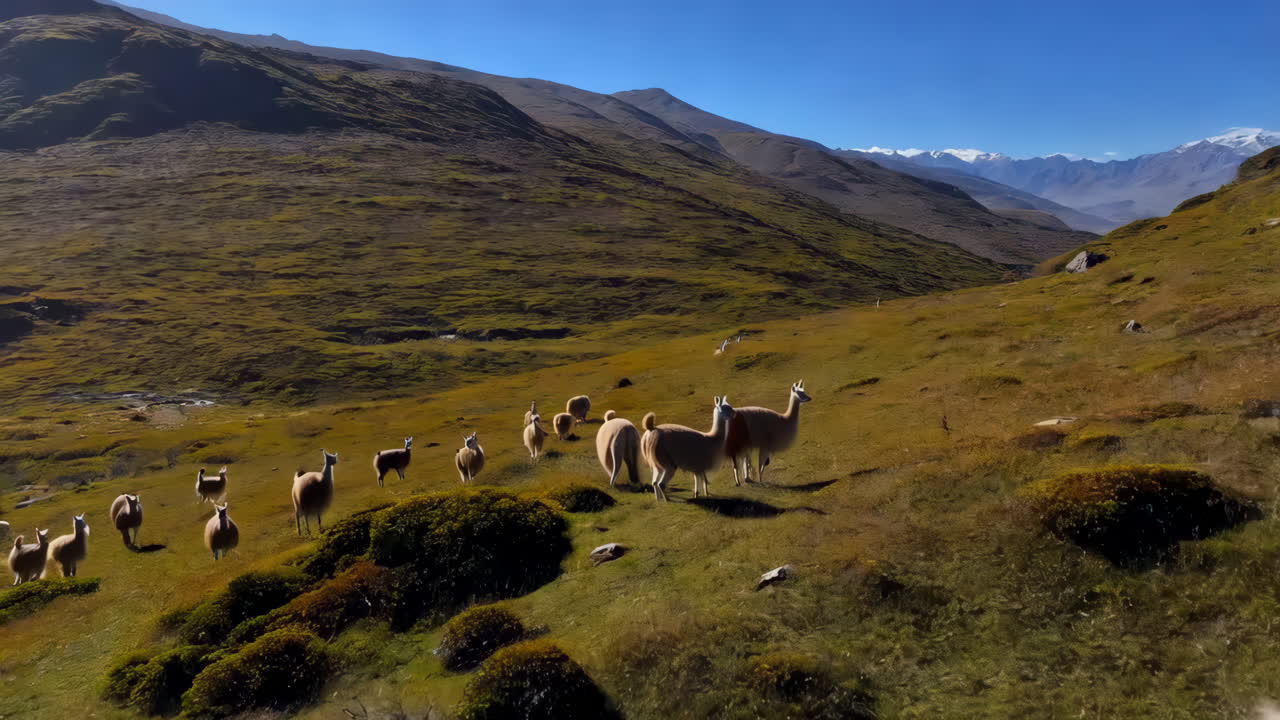 Herd of Llamas Grazing in a Mountainous Landscape