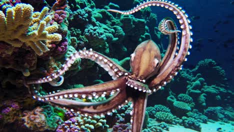 octopus on coral reef