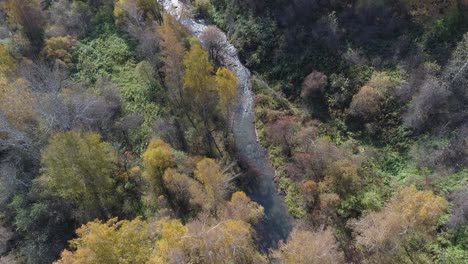 aerial view - autumn forest