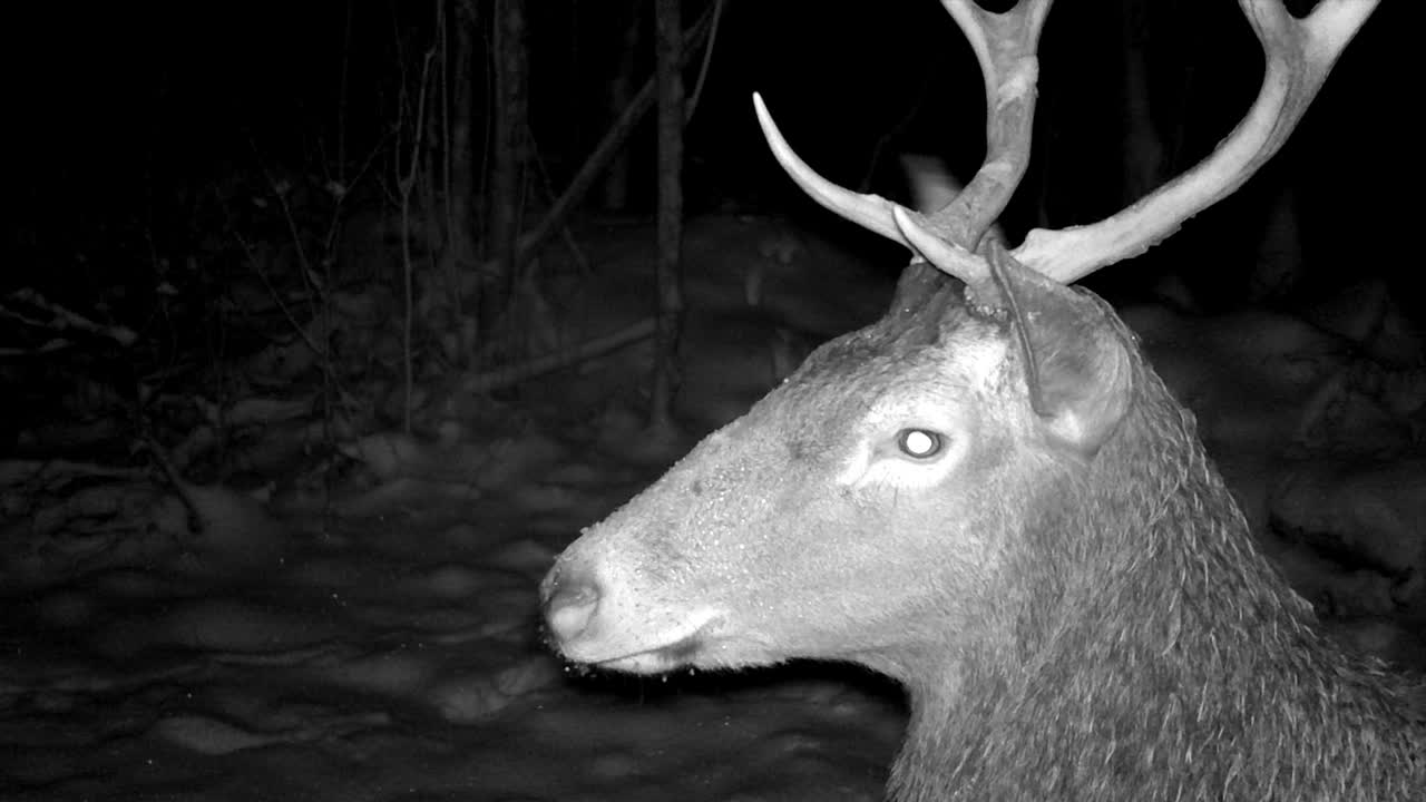 Close-up portrait in profile of a male red deer (Cervus elaphus). Saaremaa, Estonia.