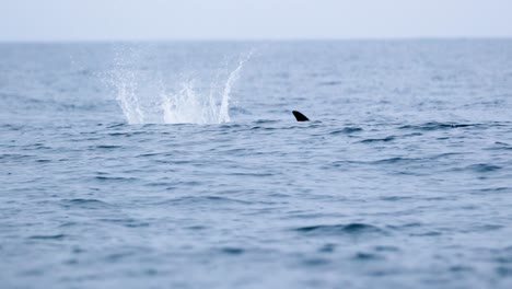 close up view of a dolphin swimming by the water surface in terceira island, azores