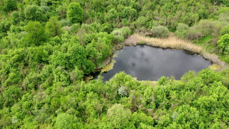 antena de un pequeño lago rodeado de un denso bosque verde