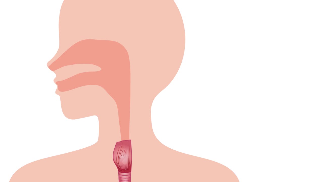 혈액 순환과 가스 교환의 일러스트레이션