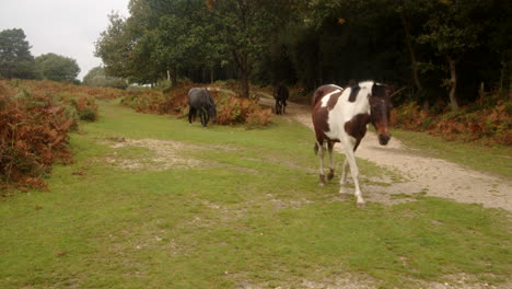 wide-shot-of-three-New-Forest-ponies-walking-down-forest-tracks-towards-the-camera-and-then-out-of-out-of-frame-in-the-New-Forest