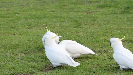 grupo de cacatúas socializando en un campo de hierba