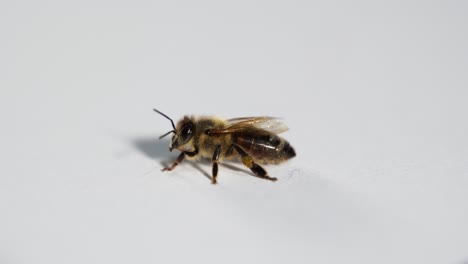 Closeup-of-honey-bee-moving-isolated-on-white-background,-macro-insect