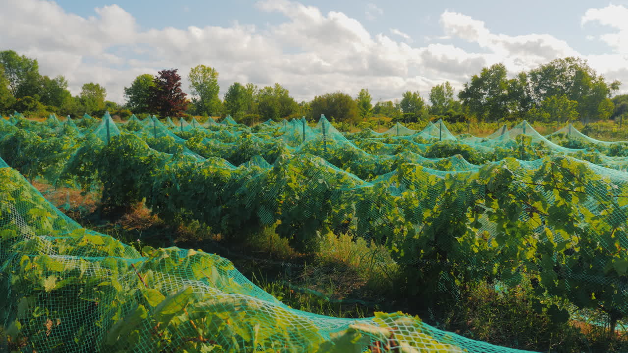 виноградник со спелым виноградом укрытие сеткой для защиты урожая от птиц