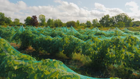 vineyard with ripe grapes shelter net to protect the crop from birds