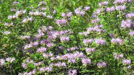 A-patch-of-wild-bergamot-flowers-with-bees-flying-around