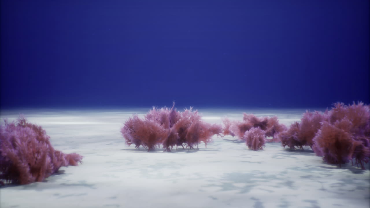 은 파란 물 속의 바물 속의 활기찬 산호조형