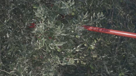 farmer's point of view while using machinery to harvest fresh olives