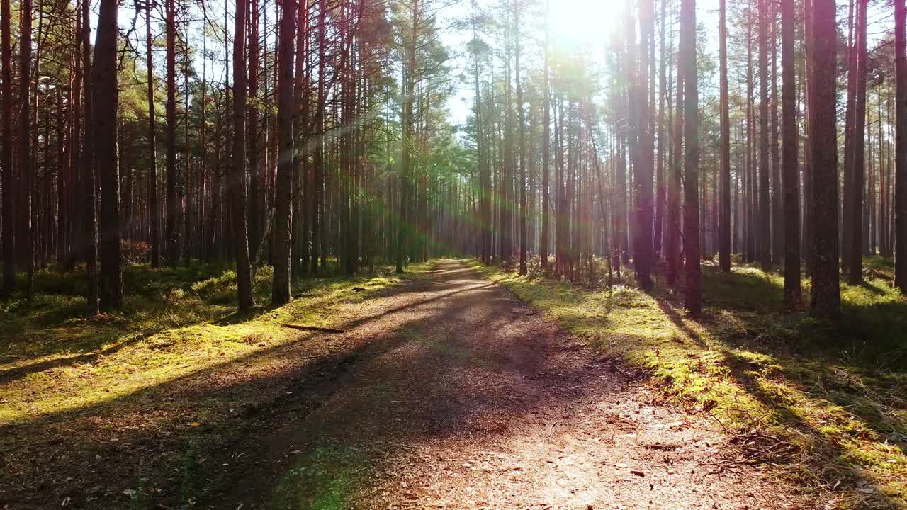 Forward camera movement on sunlit woodland trail creates peaceful motion