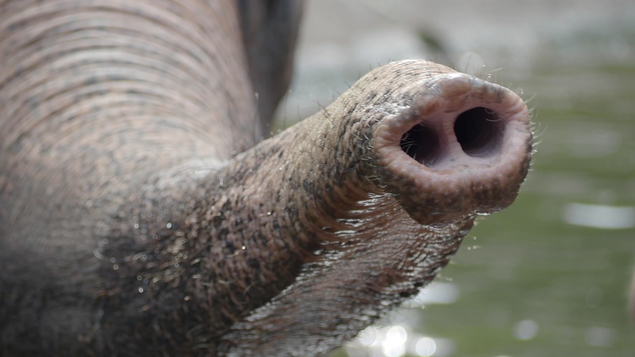 Close-up of an Elephant's Trunk Drinking Water