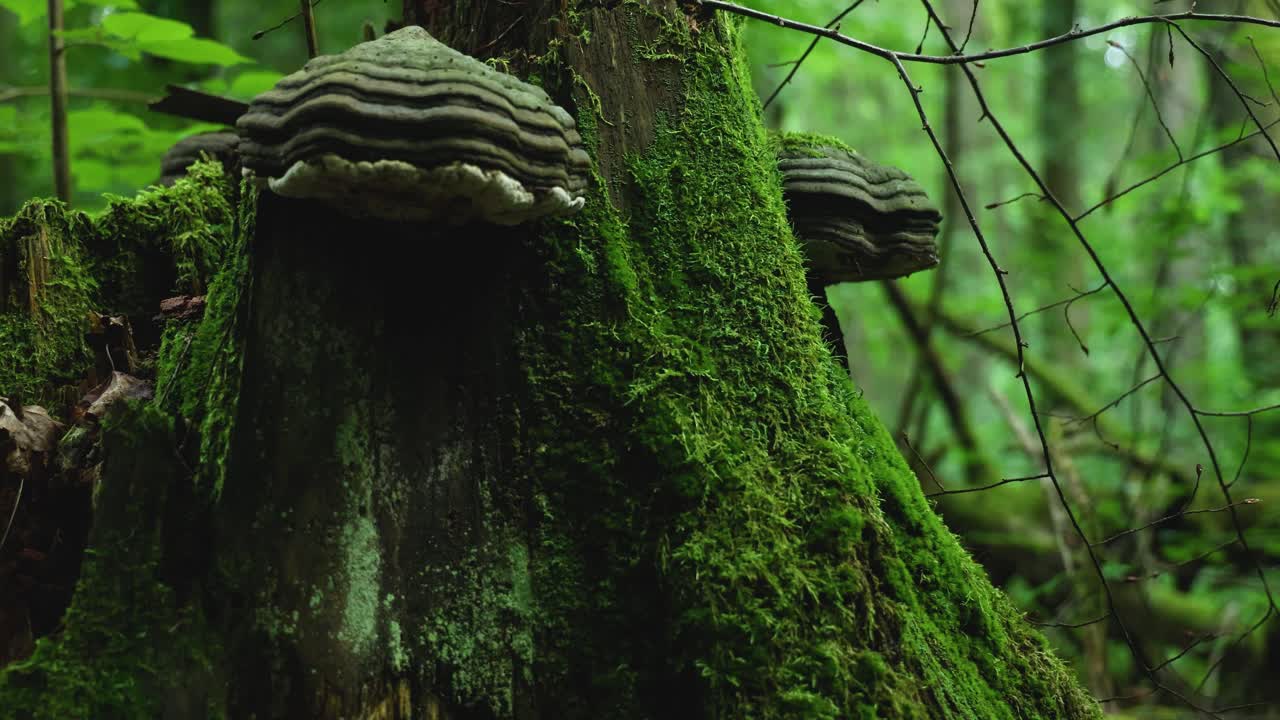 agárico de yesca enorme en un árbol cubierto de musgo en el bosque de bialowieza, polonia