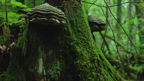 Huge-tinder-agaric-on-a-mossy-tree-in-Bialowieza-forest,-Poland