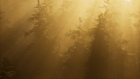 aerial sunrays in forest with fog