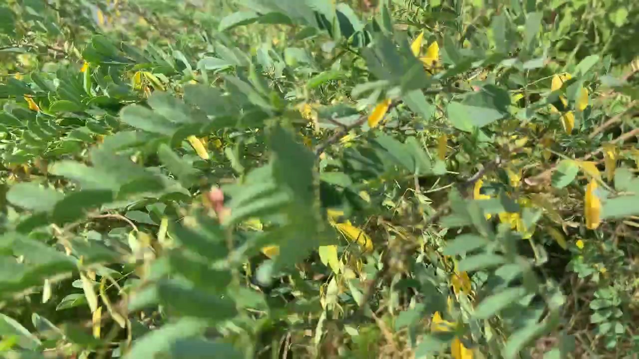 Vibrant Green and Yellow Leaves Swaying Gently in the Breeze