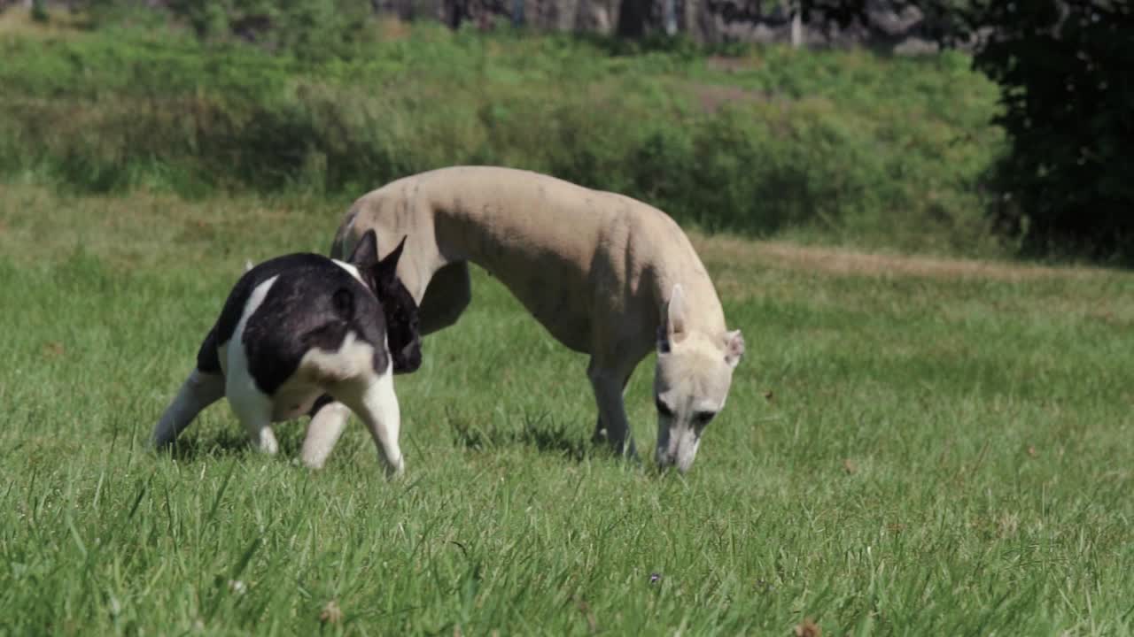 bulldog francés y whippet jugando con un palo en un campo 1080 4x cámara lenta