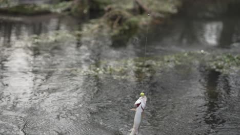 Pescado-Arrastrado-A-La-Orilla-Después-De-Ser-Capturado.