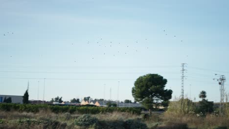 birds flying over a landscape