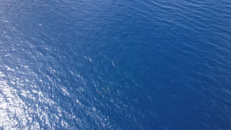 Drone-shot-of-Dolphins-swimming