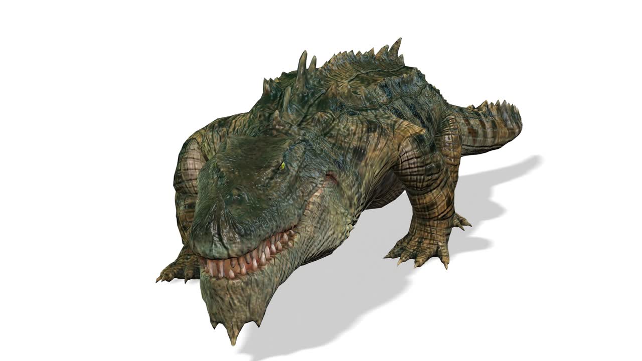 el cocodrilo caminando, vista delantera bucle sin costuras, fondo blanco