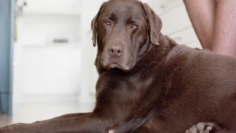 close up of dog lying on floor, slow motion