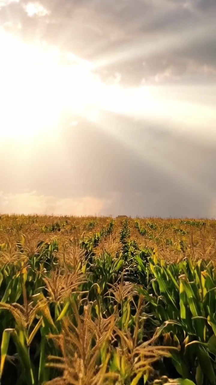 A Serene Cornfield Under a Radiant Sky: Exploring the Beauty of Agriculture and Nature's Vibrant Palette in Dusk Light