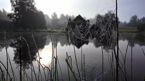 spider web cobweb old and dusty up-close near lake nature landscape background