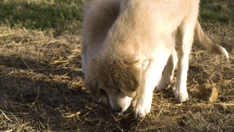 primer plano en cámara lenta del perro pastor anatolio mezclado con los grandes pirineos jugando