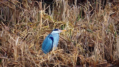 Grey-Heron-is-Standing-Still-Between-the-Cattails-In-Pond---Steady-Shot