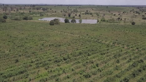 Luftaufnahme:-Die-Verschiedenen-Grüntöne-Einer-Ananasernte-In-Malawi