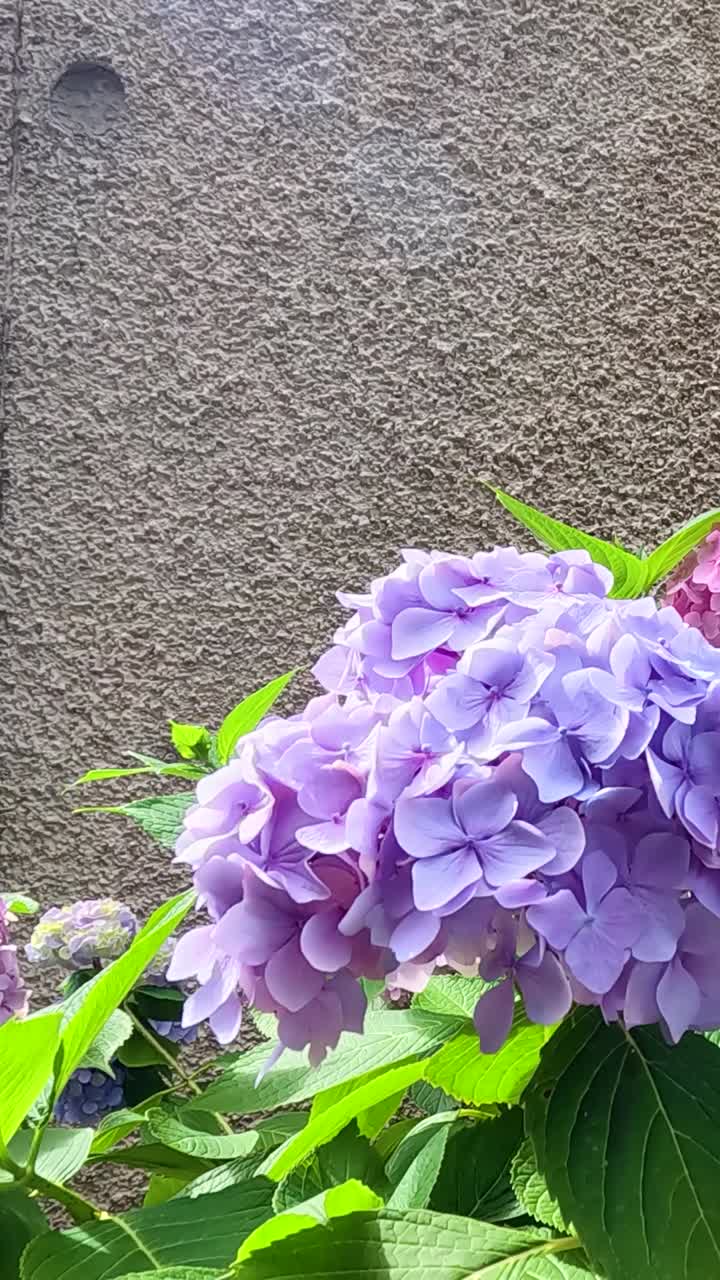 hortensias vibrantes en un entorno de jardín fife